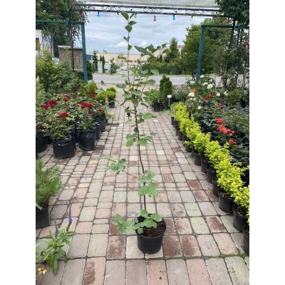 Саджанці купити Ірга вільхолістна (Amelanchier alnifolia) "Smoky"/Н 90-120 см/контейнер C3 L