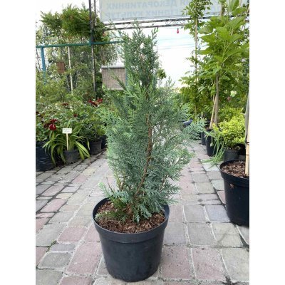 Саджанці купити Кіпарисовик Лавсона (Chamaecyparis lawsoniana) "White Spot"/H 70-80 см/контейнер C7.5 L