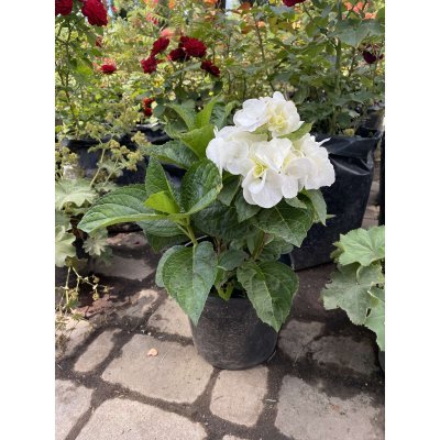 Саджанці купити Гортензія крупнолистова (Hydrangea macropylla) "Shakira"/контейнер С3L