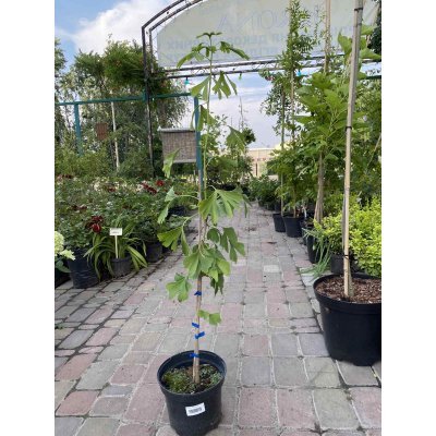 Саджанці купити Гінкго дволопатевий (Ginkgo biloba) /Н 100-120 см/ контейнер С4 L