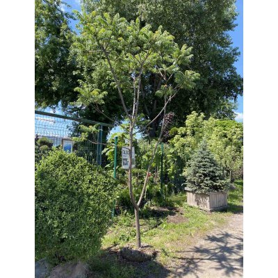 Саджанці купити Сумах оленерогий / Оцтове дерево (Rhus typhina) / Н 250-300 см / ком