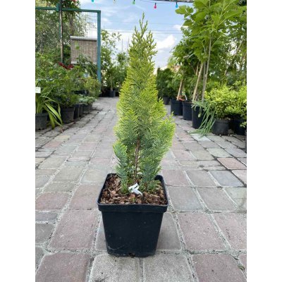 Саджанці купити Кіпарисовик Лавсона (Chamaecyparis lawsoniana) "Alumigold"/H 30-40 см/контейнер C3 L