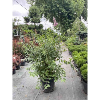 Саджанці купити Спірея Дугласа (Spiraea douglasii) / контейнер C7.5 L