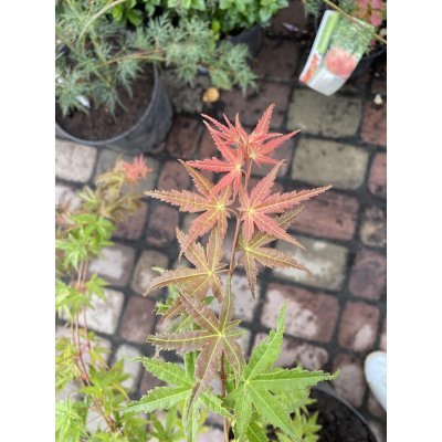 Саджанці купити Клен пальмолистий (Acer palmatum) "Phoenix" / H 90 см / контейнер C5 L