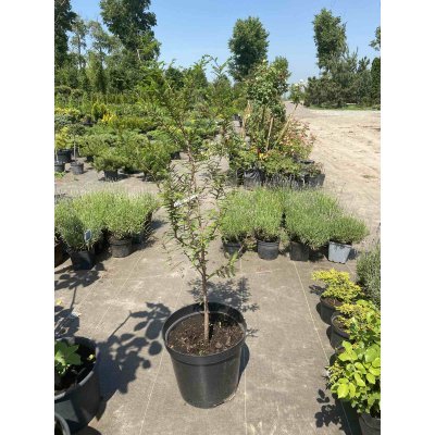 Саджанці купити Таксодіум дворядний / Болотний кипарис (Taxodium distichum) / H 90-110 см / контейнер С5 L