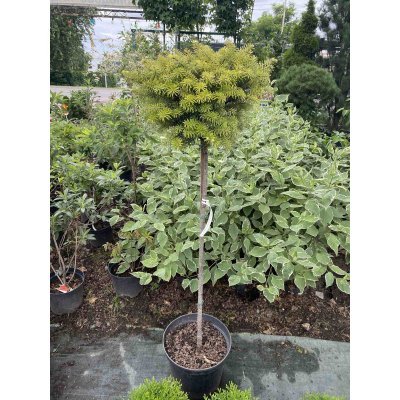 Саджанці купити Ялиця корейська (Abies koreana) "Green Carpet" /Stam 100-120 см/ контейнер С5 L