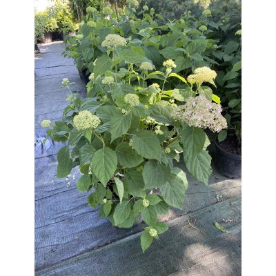 Саджанці купити Гортензія деревоподібна (Hydrangea arborescens) "Candybelle Marshmallow"/ контейнер С5 L