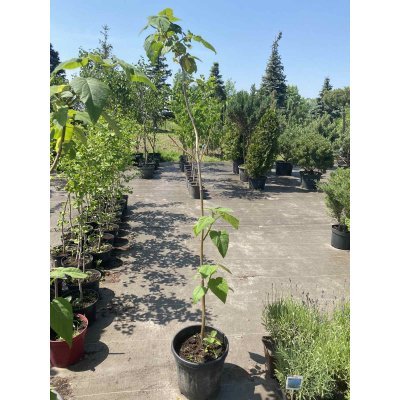 Саджанці купити Павловнія повстяна (Paulownia tomentosa) або Адамове дерево /Н 120-150 см/ контейнер