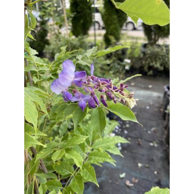 Саджанці купити Гліцинія китайська (Wisteria sinensis) "Amethyst"/H 150-200 см/контейнер