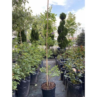 Саджанці купити Гліцинія китайська (Wisteria sinensis) "Amethyst"/H 150-200 см/контейнер