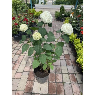 Саджанці купити Гортензія деревоподібна "Анабель"/ (Hydrangea arborescens) "Annabelle" / контейнер C7.5 L