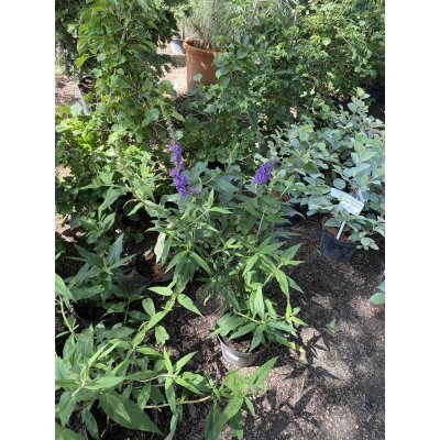 Саджанці купити Буддлея Давида " Блек Кінг"(Buddleja Davidii) "Black Knight" / контейнер C7.5 L