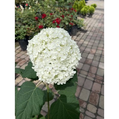 Саджанці купити Гортензія деревоподібна "Анабель"/ (Hydrangea arborescens) "Annabelle" / контейнер C7.5 L