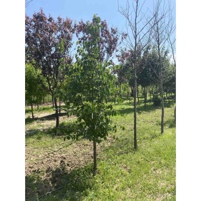 Саджанці купити Ліщина деревоподібна / Горіх ведмежий (Corylus colurna) / H 220-230 см / ком