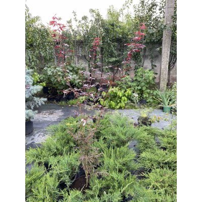 Саджанці купити Клен віяловий (Acer palmatum) "Starfish" /Н 150 см/контейнер C5 L