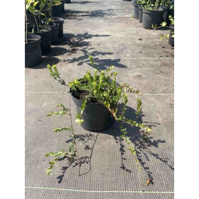 Саджанці купити Журавлина великоплідна (Vaccinium macrocarpon) "McFarlin"/ контейнер С2 L