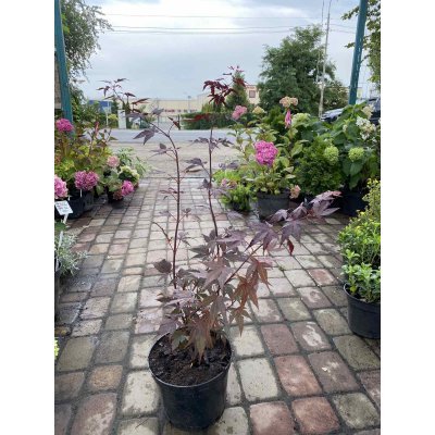 Саджанці купити Клен пальмовий (Acer palmatum) "Atropurpureum" /Атропурпуреум/ H 80-120 см / контейнер С 10 L