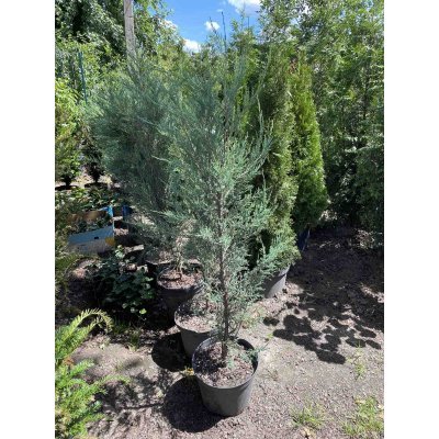 Саджанці купити Ялівець скельний (Juniperus scopulorum) "Blue Arrow"/Н 150-160 см/контейнер