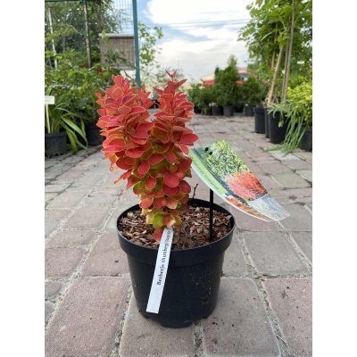 Саджанці купити Барбарис Тунберга (Berberis thunbergii) "Orange Ice" / контейнер С3 L