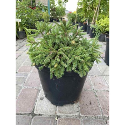 Саджанці купити Ялина звичайна (Picea abies) "Push" /D 30-35 см/контейнер С7.5 L