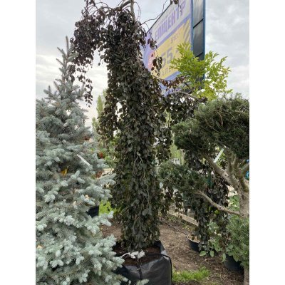 Саджанці купити Бук лісовий (Fagus sylvatica) "Black Swan" /Н 350+ см/ контейнер big bag