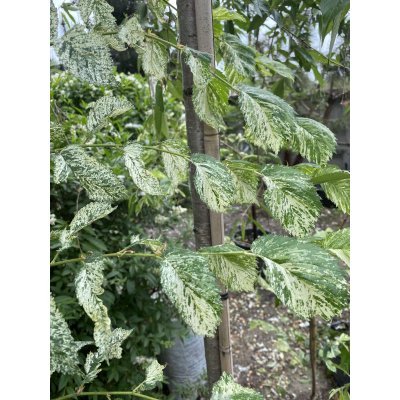 Саджанці купити В'яз малий (Ulmus minor) "Argenteovariegata" /Н 300 см/контейнер С7.5 L