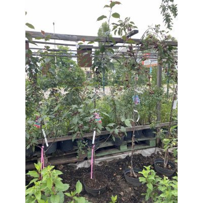 Саджанці купити Яблуня декоративна (Malus) "Ola" /H 200-230 см+/контейнер С10 L