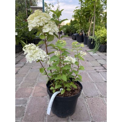Саджанці купити Гортензія волотиста "Бобо"/ (Hydrandea paniculata) "Bobo" / контейнер C3 L