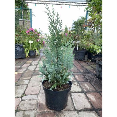 Саджанці купити Кіпарисовик Лавсона (Chamaecyparis lawsoniana) "Columnaris"/Н 35-50 см/контейнер C5 L