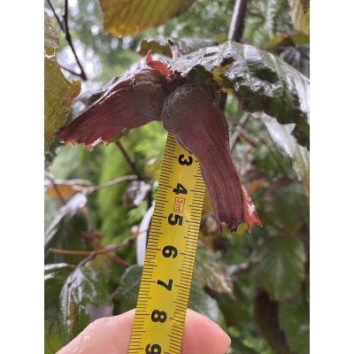 Саджанці купити Ліщина звичайна (Corylus avellana) "Rode Zellernoot" /Н 170-210 см/контейнер