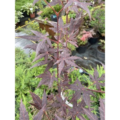 Саджанці купити Клен віяловий (Acer palmatum) "Starfish" /Н 150 см/контейнер C5 L