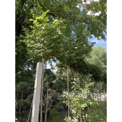 Саджанці купити В'яз малий (Ulmus minor) "Umbraculifera" /Stam 210-220 см/АЛЕ 12-14 см/ контейнер