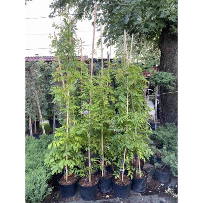 Саджанці купити Гліцинія китайська (Wisteria sinensis) "Amethyst"/H 150-200 см/контейнер