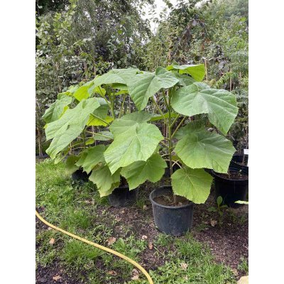 Саджанці купити Павловнія повстяна (Paulownia tomentosa) або Адамове дерево /Н 80-100 см/ контейнер