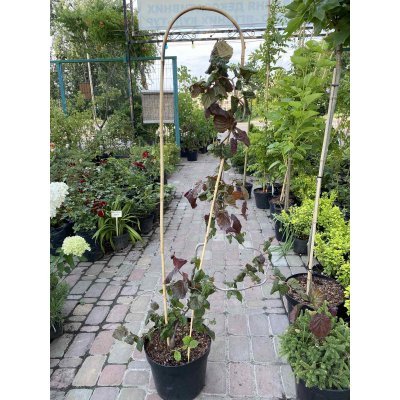 Саджанці купити Ліщина звичайна (Corylus avellana) "Red Majestic"/Н 80-100 см/контейнер