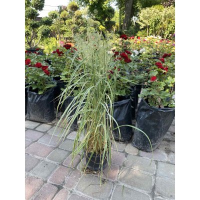 Саджанці купити Війник гостроквітковий "Овердам"/ (Calamagrostis acutiflora) "Overdam" / контейнер С2 L