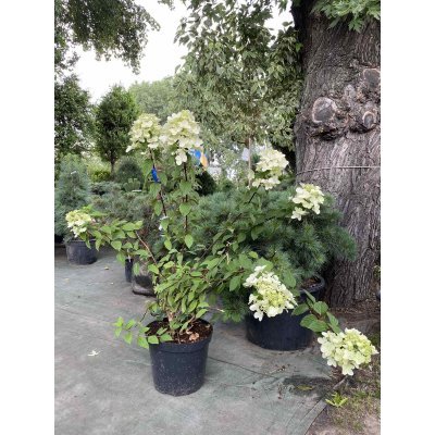 Саджанці купити Гортензія волотиста "Даймонд Руж"/  (Hydrandea paniculata) "Diamond Rouge"/Н 100+ см/контейнер C15 L