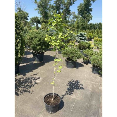 Саджанці купити Гінкго дволопатевий (Ginkgo biloba) /Н 100-120 см/ контейнер С4 L