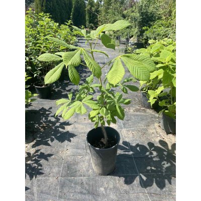 Саджанці купити Каштан кінський (Aesculus) /Н 50 см+/ контейнер