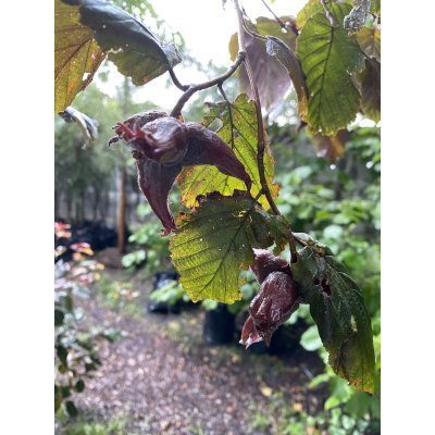 Саджанці купити Ліщина звичайна (Corylus avellana) "Rode Zellernoot" /Н 170-210 см/контейнер