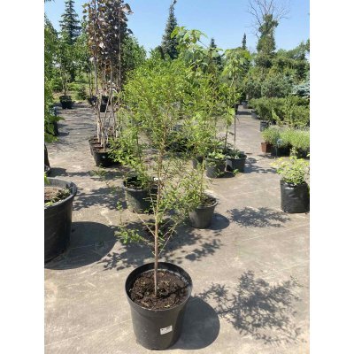 Саджанці купити Таксодіум дворядний / Болотний кипарис (Taxodium distichum) / H 90-110 см / контейнер С5 L