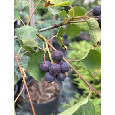 Саджанці купити Ірга вільхолістна (Amelanchier alnifolia) "Smoky"/Н 90-120 см/контейнер C3 L