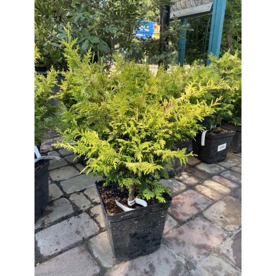 Саджанці купити Кіпарисовик горохоплідний (Chamaecyparis pisifera) "Gold Spangle"/Н 30-50 см/контейнер C7.5 L