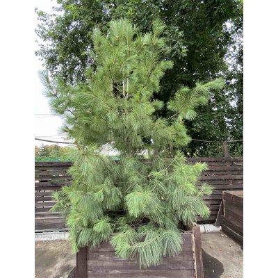 Саджанці купити Сосна Веймутова (Pinus strobus) / H 380-400 см / контейнер С90 L