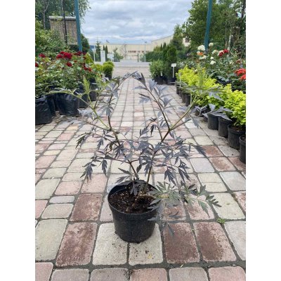 Саджанці купити Бузина чорна (Sambucus nigra) "Black Lace" / контейнер C7.5 L