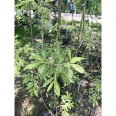 Саджанці купити Верба вухаста (Salix aurita) "Büchelberg" / H 150 см + / контейнер