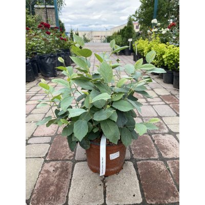 Саджанці купити Фотергілла Гардена (Fothergilla gardenii) "Blue Mist" /Н 30-40 см/контейнер С 7.5  L