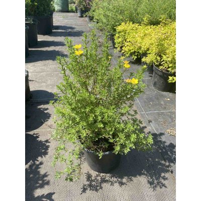 Саджанці купити Перстач чагарниковий (Potentilla fruticosa) "Bella Lindsey" / "Hendlin"/ контейнер С3 L