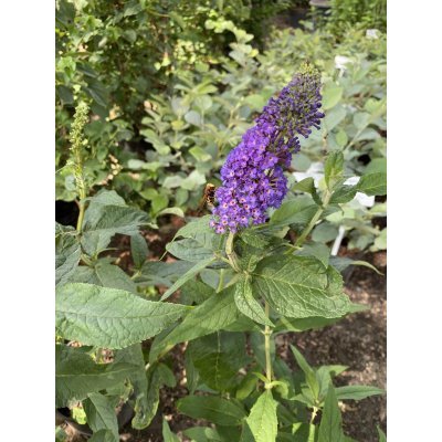 Саджанці купити Буддлея Давида " Блек Кінг"(Buddleja Davidii) "Black Knight" / контейнер C7.5 L