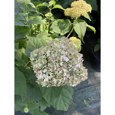 Саджанці купити Гортензія деревоподібна (Hydrangea arborescens) "Candybelle Marshmallow"/ контейнер С5 L